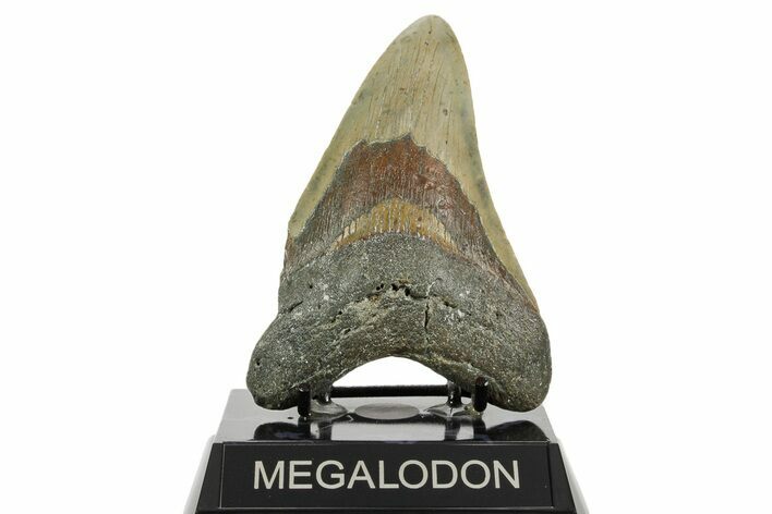 Fossil Megalodon Tooth - North Carolina #367917